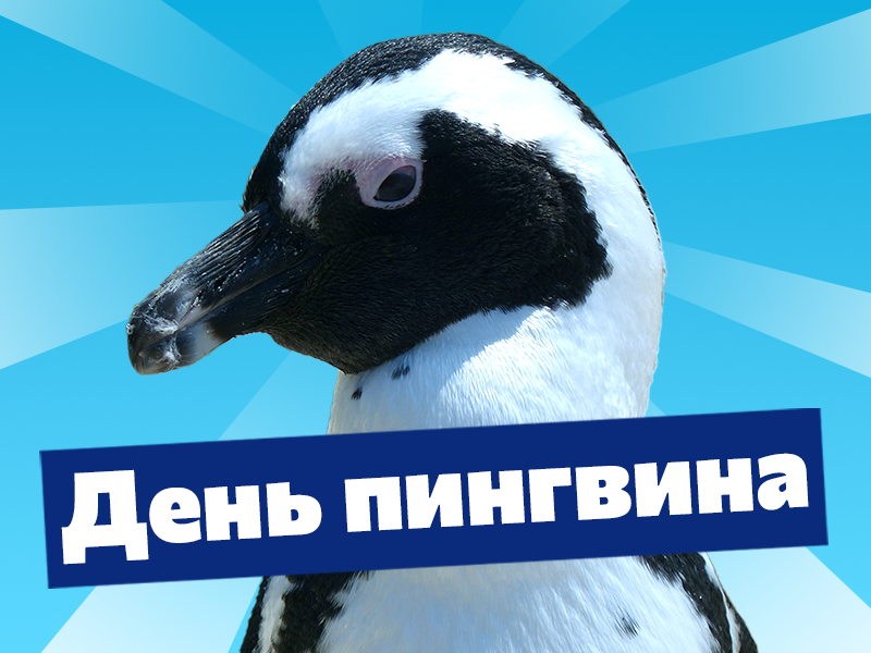 Всемирный день пингвина в Океанариуме РИО!