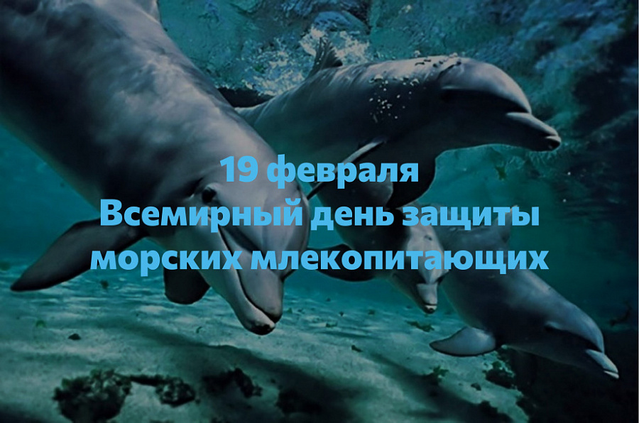 19 февраля - Всемирный день защиты морских млекопитающих 